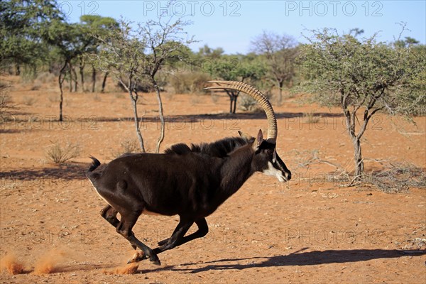 Sable antilope