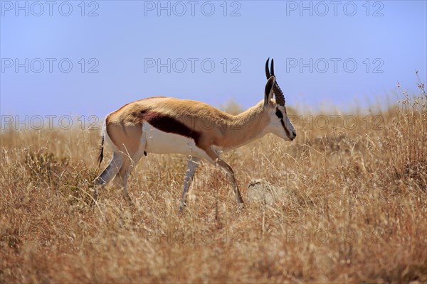 Springbok
