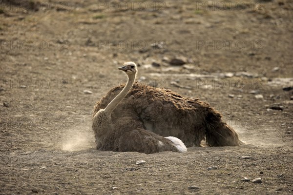 South African ostrich