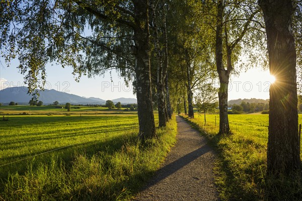 Path and birch tree alley