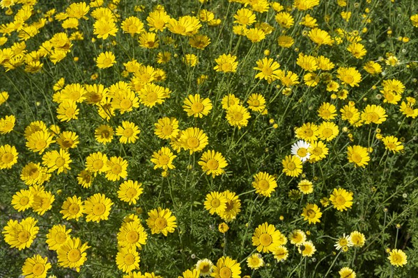 Golden marguerite