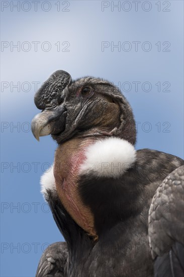 Andean condor