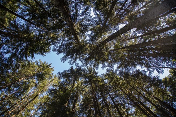 View into treetops in the coniferous forest