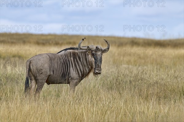 Blue wildebeest