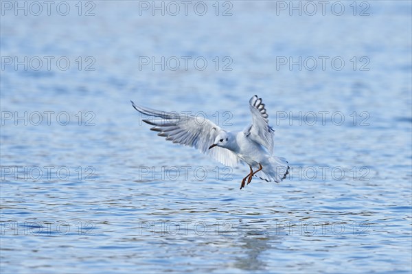 Black-headed gull