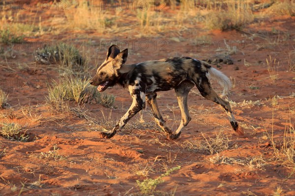 African wild dog