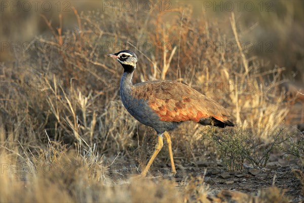Blue Bustard