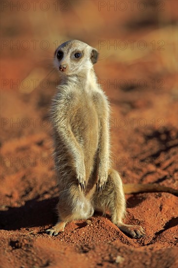 Meerkat