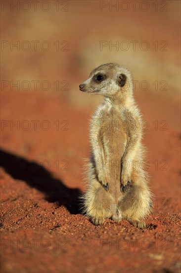 Meerkat