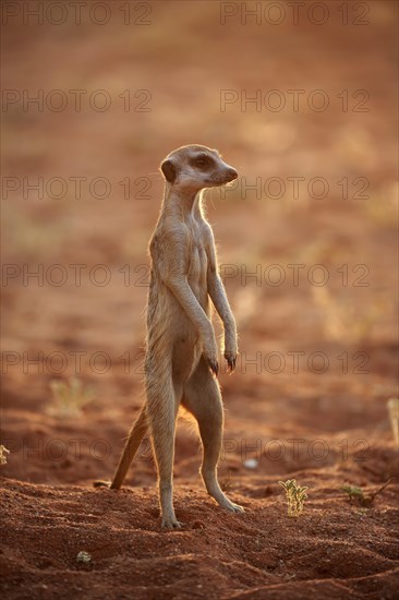 Meerkat