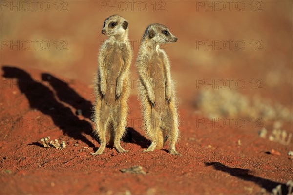 Two Meerkats