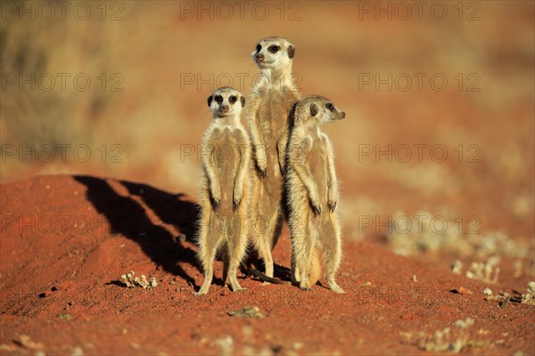 Meerkats