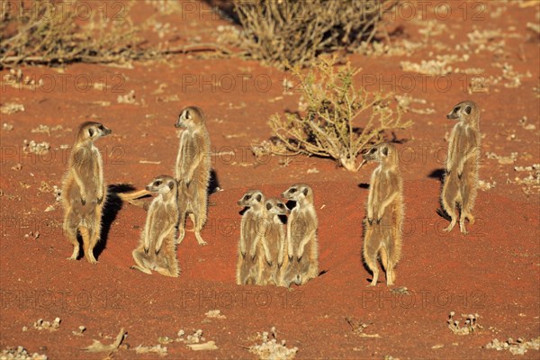 Meerkats