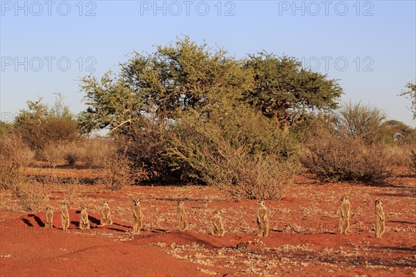 Meerkats