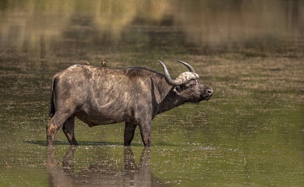 Cape buffalo