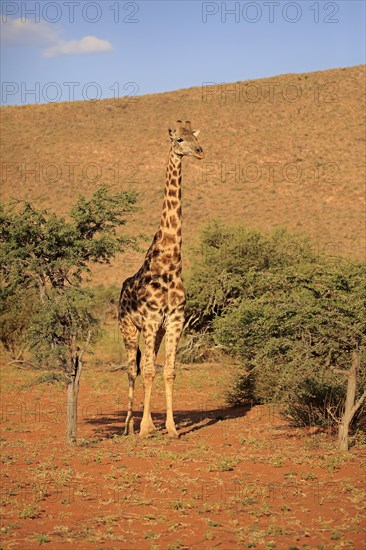 Southern giraffe