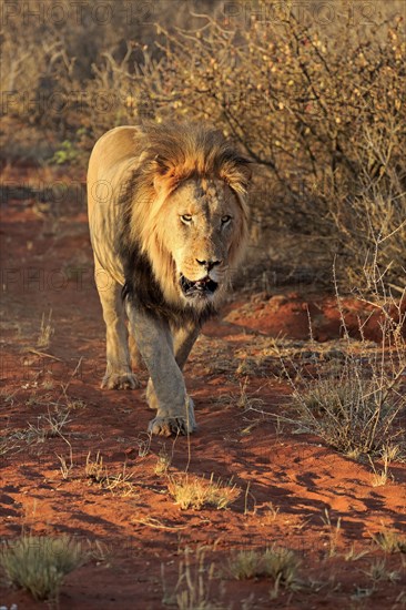Kalahari lion