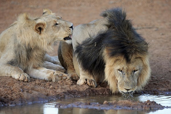 Kalahari lions