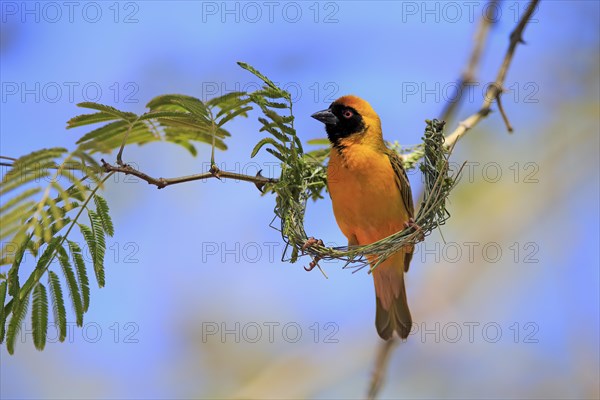 Southern Masked Weaver