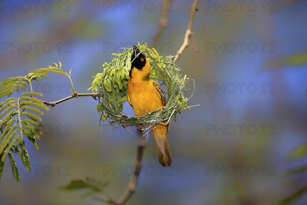 Southern Masked Weaver