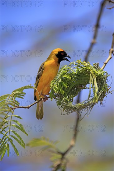 Southern Masked Weaver