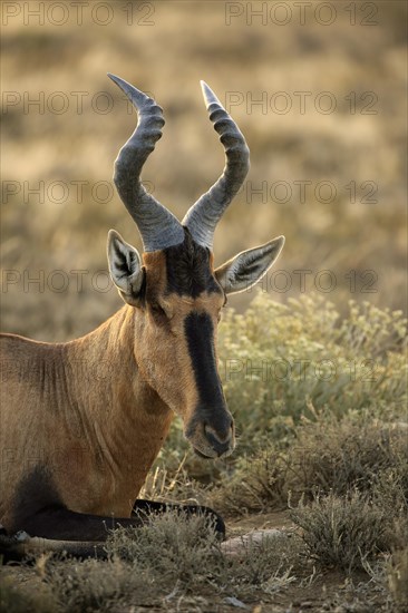 South African Hartebeest