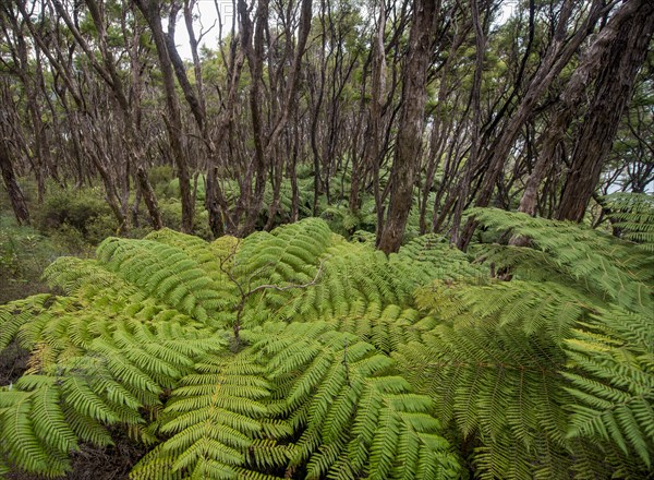 Forests with tree ferns