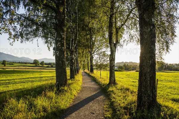 Path and birch tree alley