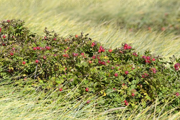 Rugosa rose