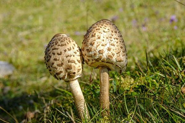 Parasol mushrooms