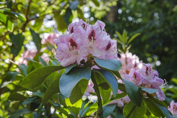 Rhododendron hybrid