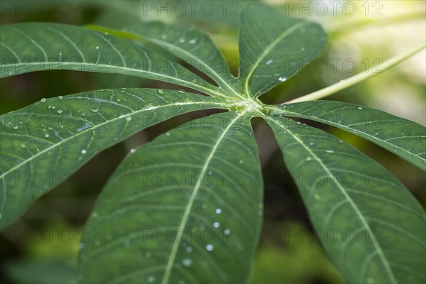 Leaf of Cassava