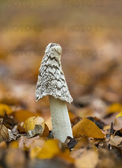 Magpie Fungus