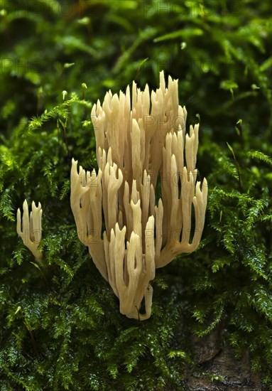 Ramaria flaccida