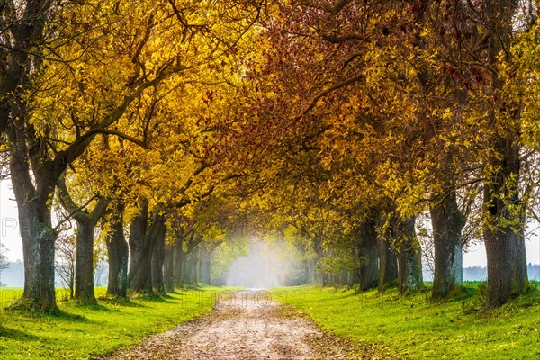 Field path through avenue with ashes