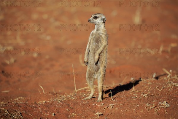 Meerkat