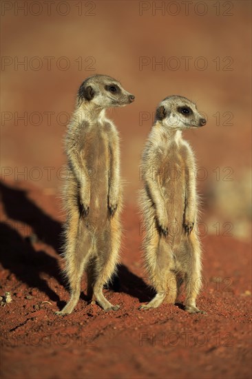 Two Meerkats