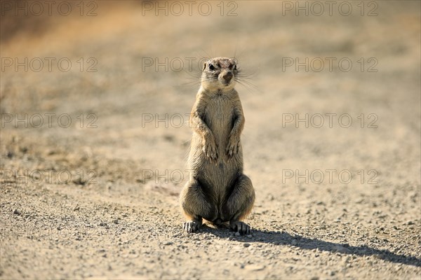 Cape ground squirrel