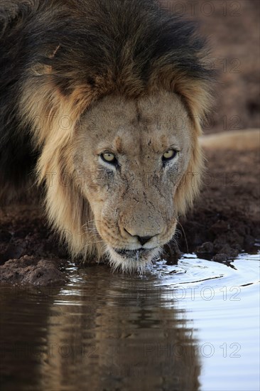 Kalahari lion