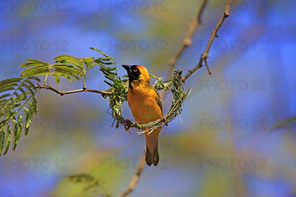 Southern Masked Weaver