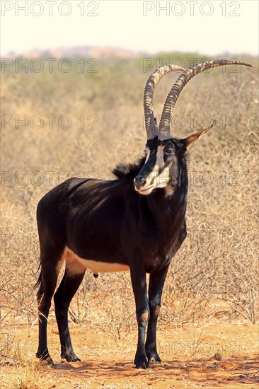 Sable antilope