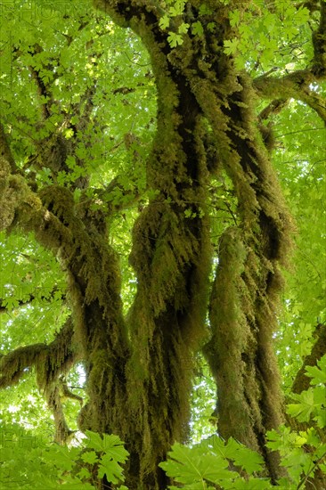 Rainforest in Hoh Rainforest