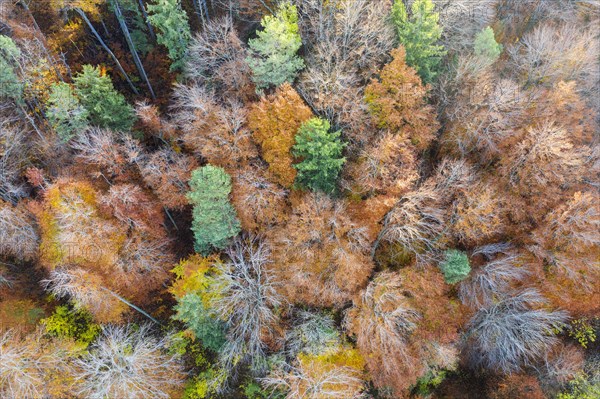 Autumn mixed forest