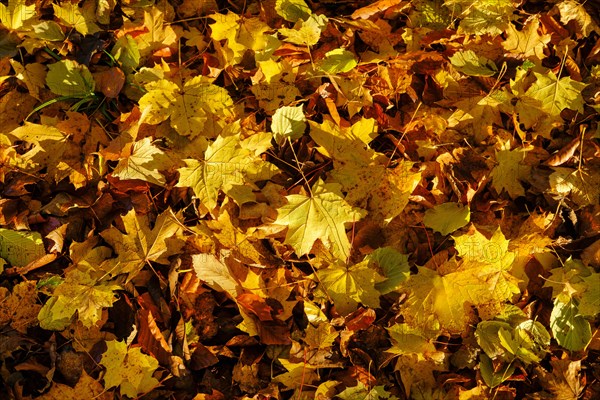 Yellow maple leaves