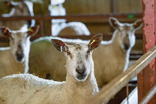 Bluefaced Leicester rams