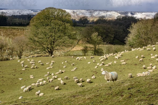 Sheep