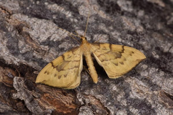 Barred Straw Moth
