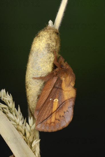 Drinker Moth