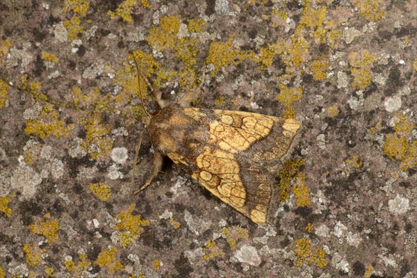 Frosted Orange Moth