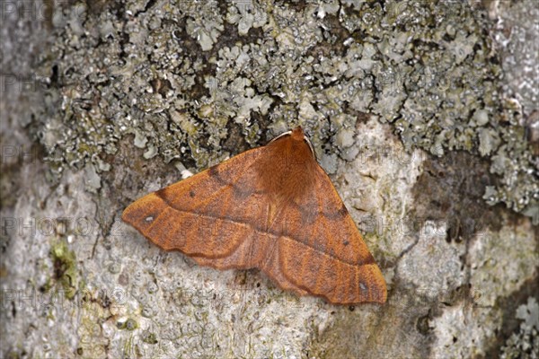 Feathered Thorn Moth